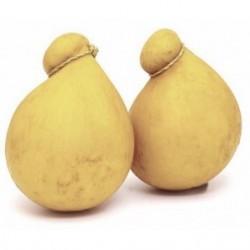 CACIOCAVALLO FORESTI